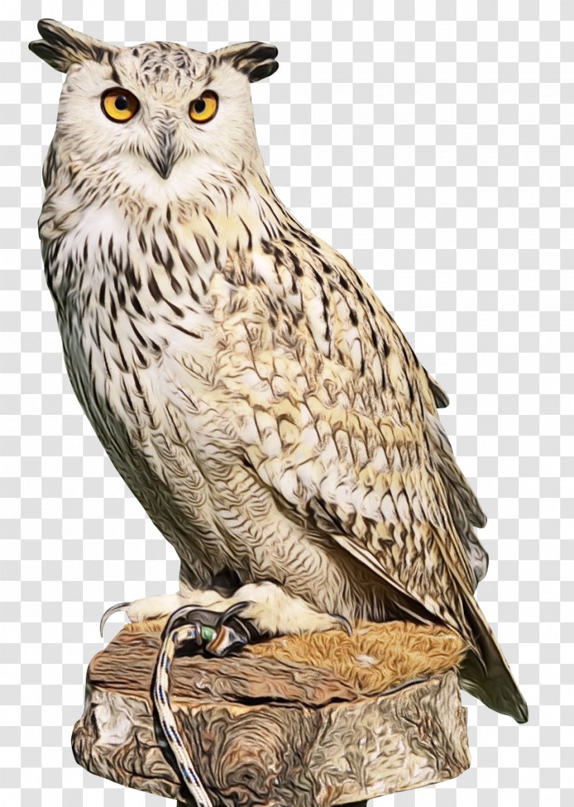 Owl Bird Of Prey Great Horned Animal Figure - Beak - Wildlife Transparent PNG