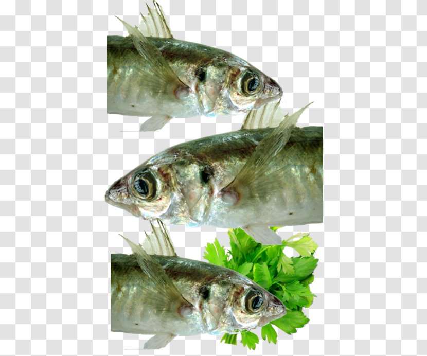 Sardine Fish Products Seafood Oily - Sole - Hot Pot Transparent PNG
