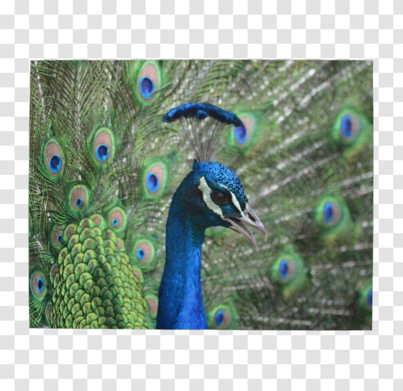 Bird Jigsaw Puzzles Peafowl Feather Peacock Puzzle - Crossword Transparent PNG