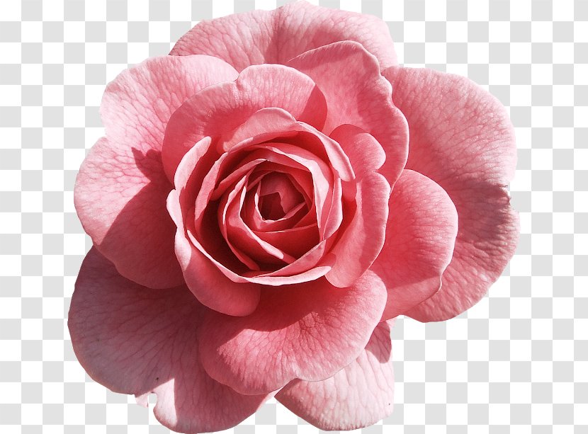Rose Pink Flowers Clip Art Transparent PNG