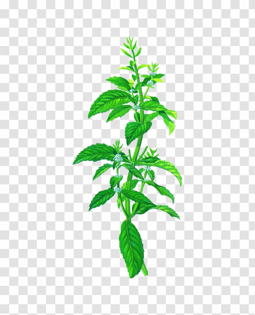 Mentha Arvensis Peppermint Herb Spicata Chocolate Mint - Traditional Medicine Transparent PNG