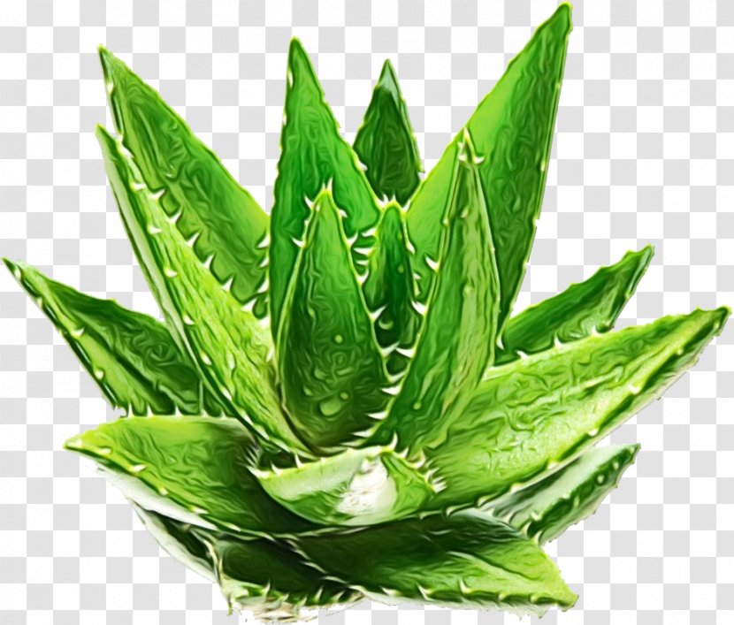 Aloe Vera Leaf - Exfoliation - Herb Perennial Plant Transparent PNG