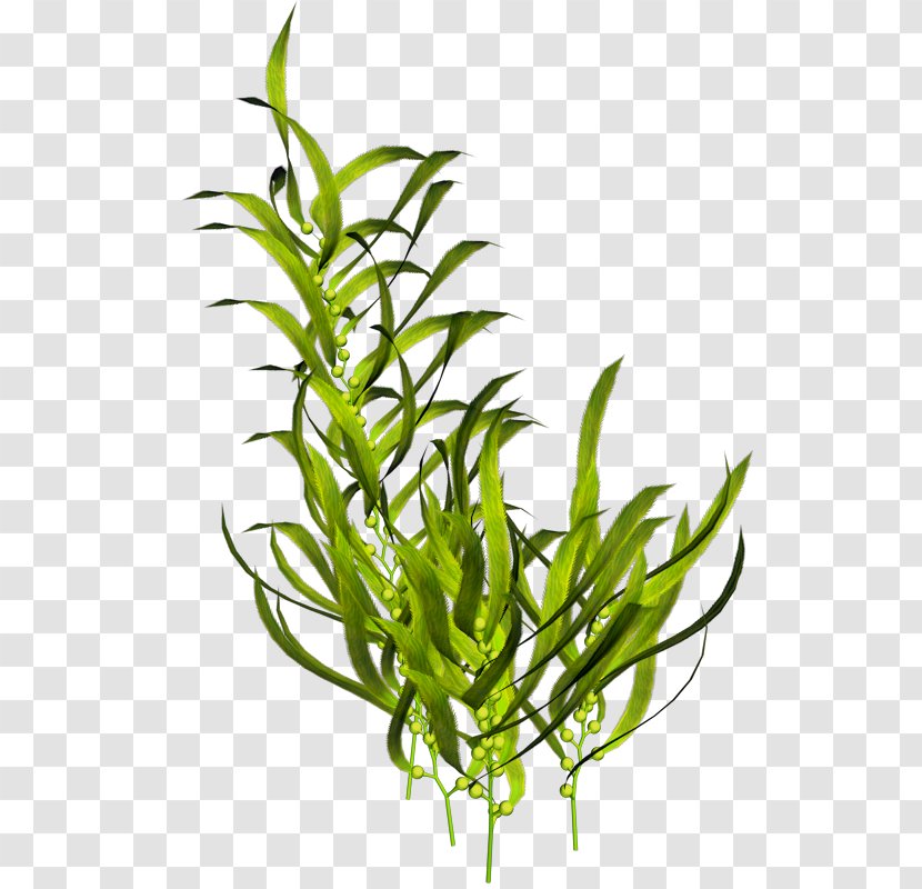 Seaweed Aquatic Plants Ocean - Marine Botany - Sea Transparent PNG