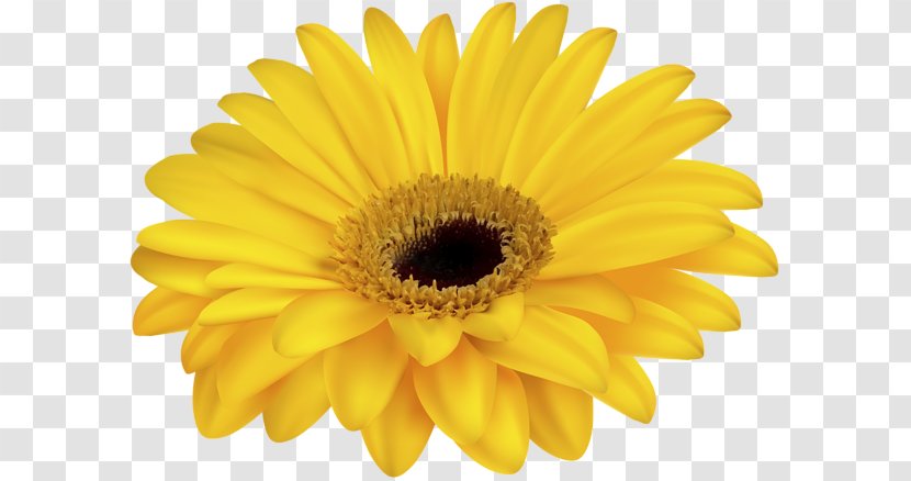 Common Daisy Royalty-free Clip Art - Royaltyfree - Stock Photography Transparent PNG