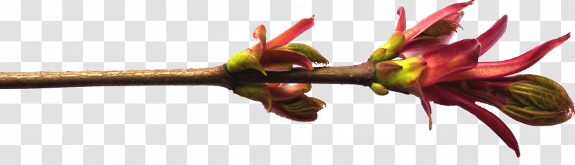 Tree Willow Clip Art - Digital Image Transparent PNG