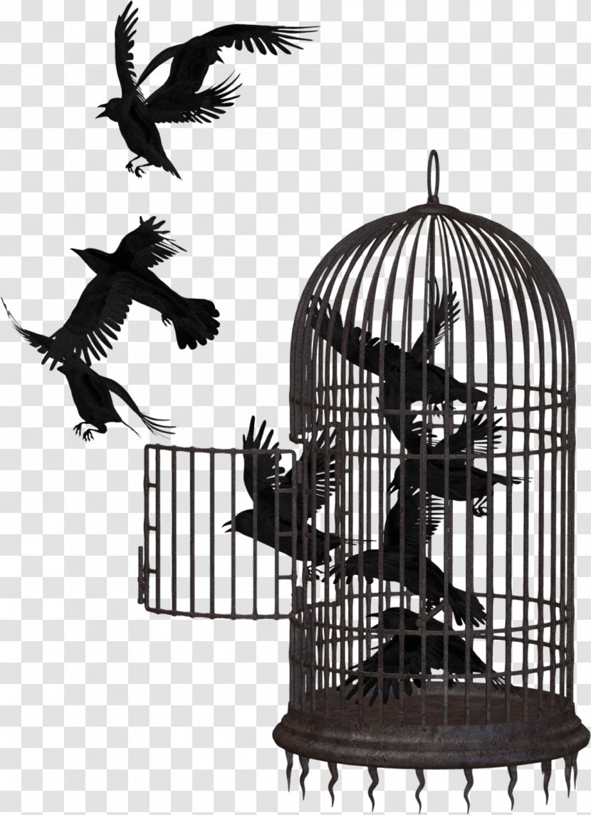 Birdcage Parrot - Cage - Reinwardtia Transparent PNG