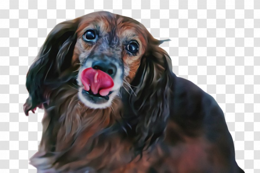 Dog Companion Snout Rare Breed (dog) Sporting Group - Cocker Spaniel Transparent PNG