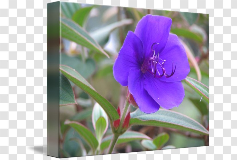 Art Flower Purple Floral Design - Plant Transparent PNG