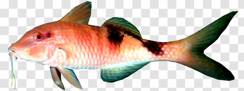 Fish White Meat Fillet Marine Biology - Heart Transparent PNG