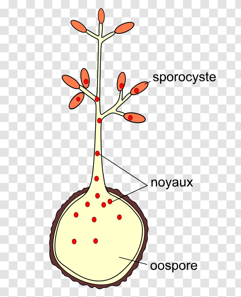 Downy Mildew Oospore Plasmopara Viticola Leaf - Artwork - Germination Transparent PNG