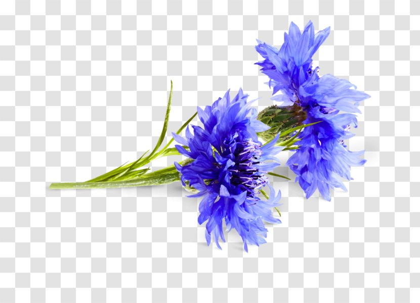 Cornflower Cyanus Medicinal Plants - Symbol - Bad Transparent PNG