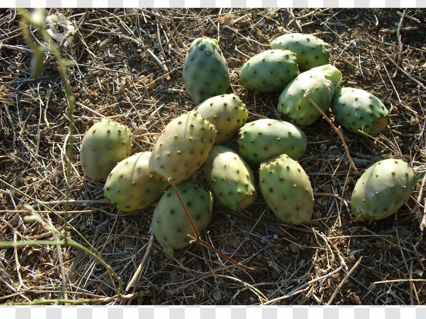 Barbary Fig Fruit Pear Auglis Nopal - Plant - Figs Transparent PNG
