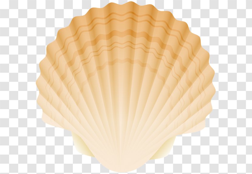 Cockle Conchology Fan - Decorative - Seashell Cartoon Transparent PNG