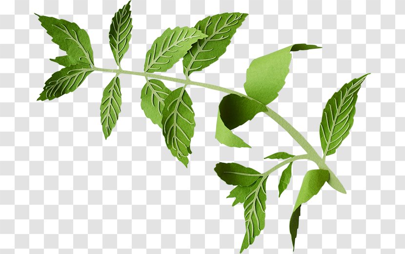 Preservative Food Consumer Chemical Substance - Plant - Mint Leaf Transparent PNG