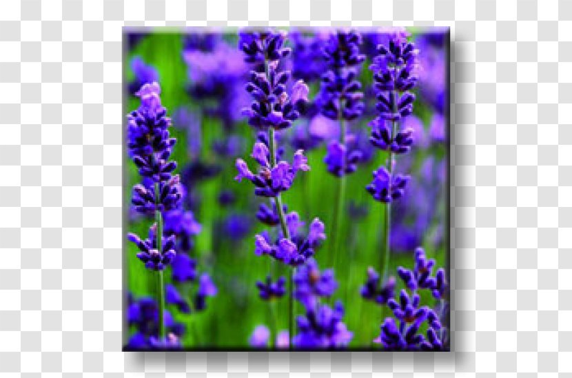 English Lavender French Flower Plant Seed - Variety Transparent PNG