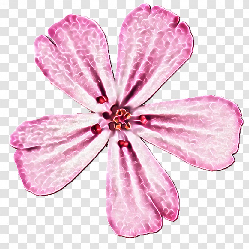 Petal Pink M Cut Flowers P!nk - Family - Pinterest Background Transparent PNG