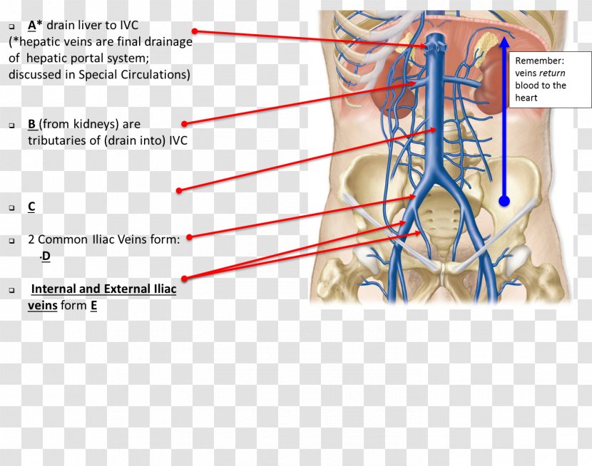 Blood Vessel Nerve Finger Jaw Neck - Cartoon - Coronary Artery Anatomy Transparent PNG