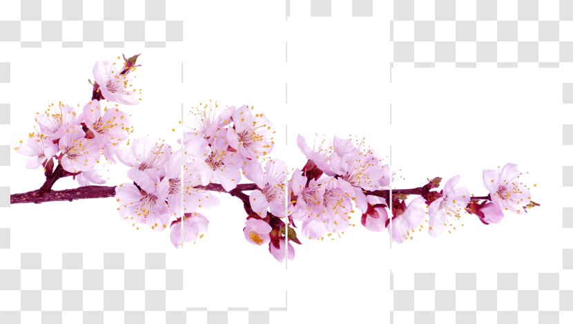 Blossom Stock Photography Stock.xchng Flower - Pink Transparent PNG