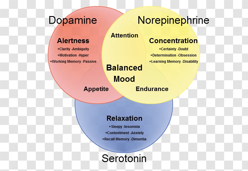 Neurotransmitter Dopamine Norepinephrine Synapse Serotonin - Brain Transparent PNG