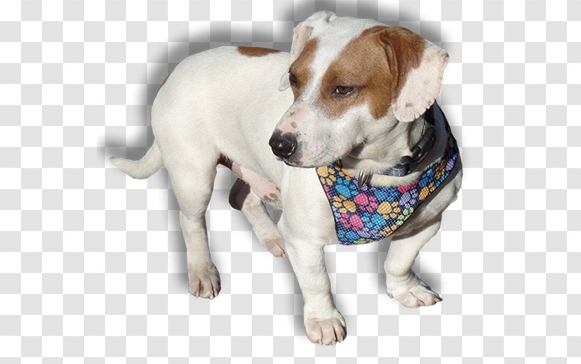 Dog Breed Jack Russell Terrier Companion - Donation - Beagle Transparent PNG