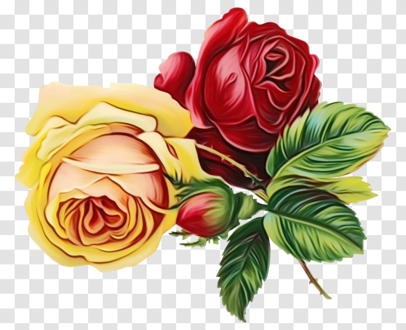 Garden Roses - Flower - Cut Flowers Petal Transparent PNG