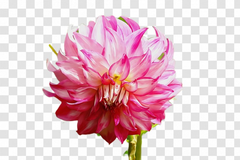 Flower Flowering Plant Petal Pink - Cut Flowers - Wildflower Chinese Peony Transparent PNG