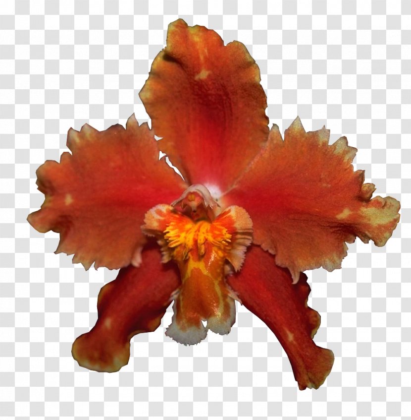 Orchids Petal Clip Art - 星星 Transparent PNG