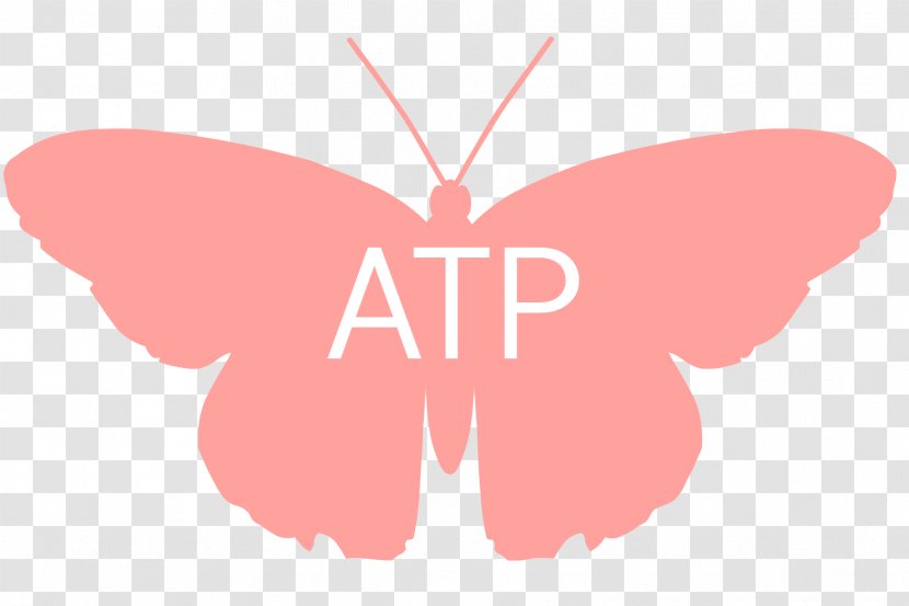 Bath Bomb YG Dance Studio San Gabriel Business Moth - Moths And Butterflies - Tahiti Transparent PNG