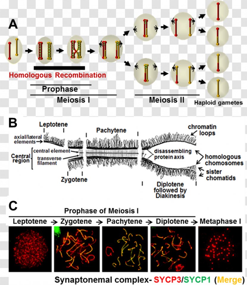 Synaptonemal Complex Meiosis Homologous Chromosome Prophase - Cell Nucleus - Sister Chromatids Transparent PNG