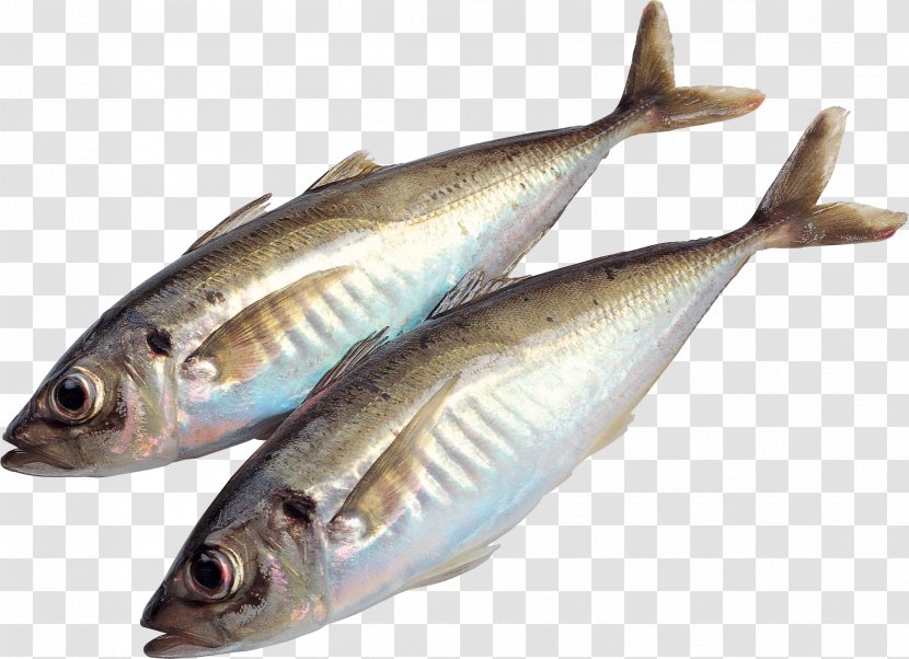 Tuna Salad Fish - Seafood Transparent PNG