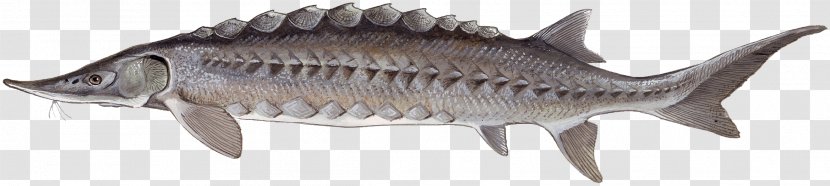 Chesapeake Bay Atlantic Sturgeon Gulf United States Fish And Wildlife Service - Baikal Transparent PNG