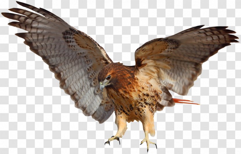 Red-tailed Hawk Stock Photography Falcon Eagle - Golden - Red Tailed Transparent PNG