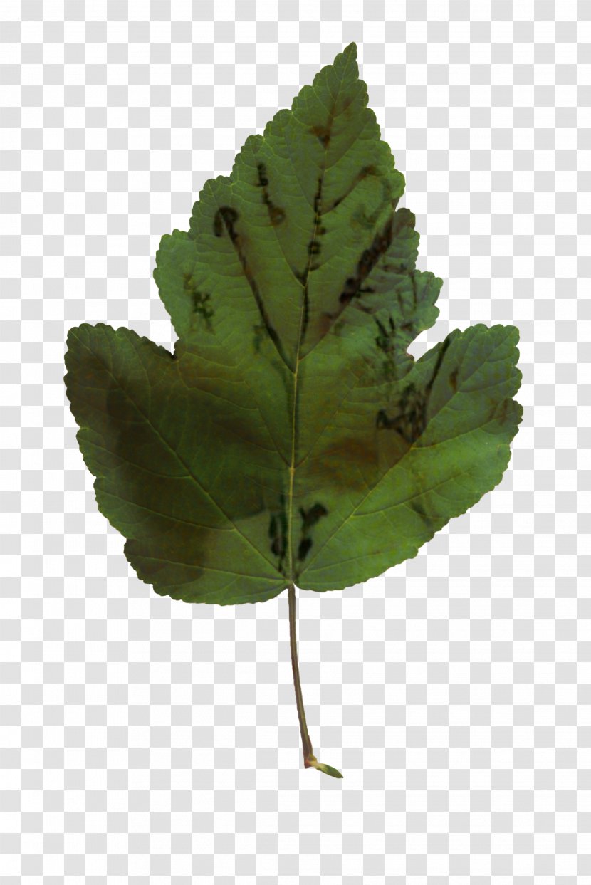 Leaf Plant Stem Tree Plants - Flower - Beech Transparent PNG