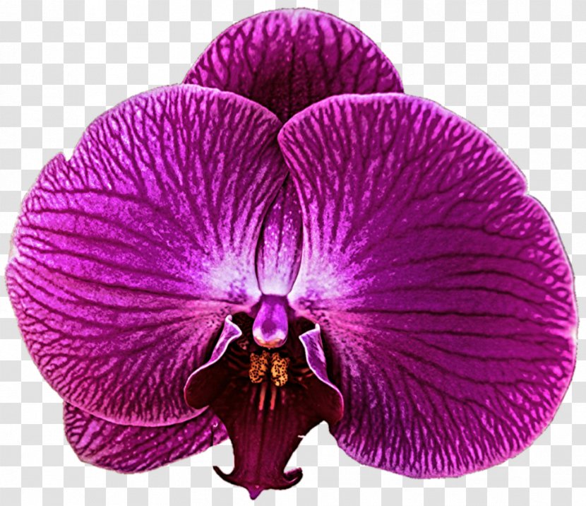 Zygopetalum Purple Violet Orchid - Petal Transparent PNG