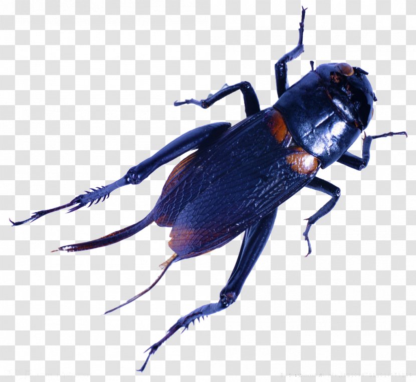 Insect Cricket Cengkerik - Head Transparent PNG