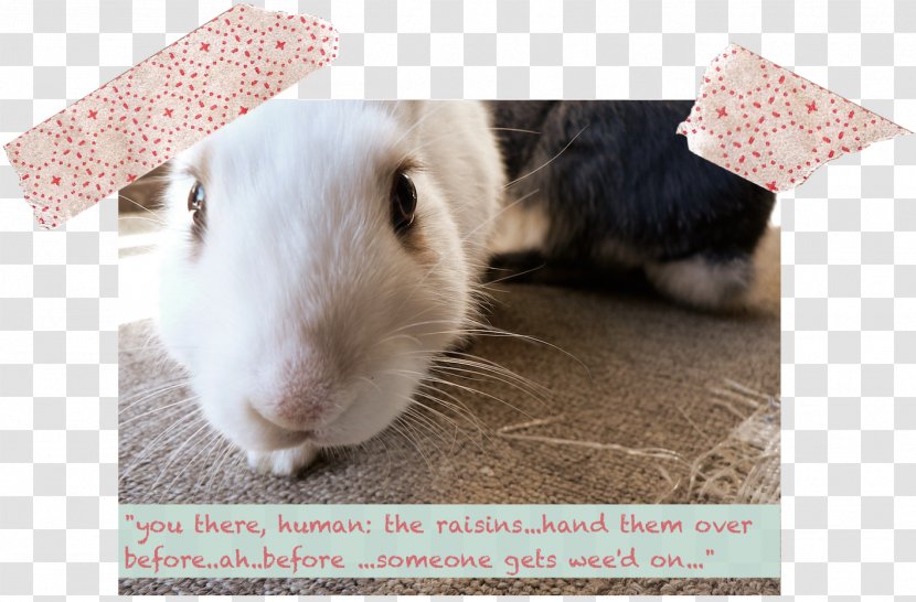 Domestic Rabbit Whiskers Snout Zen - Photo Caption Transparent PNG