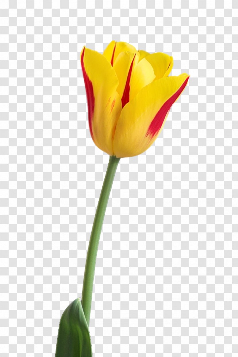 Tulip Clip Art Flower Petal - Plant Transparent PNG