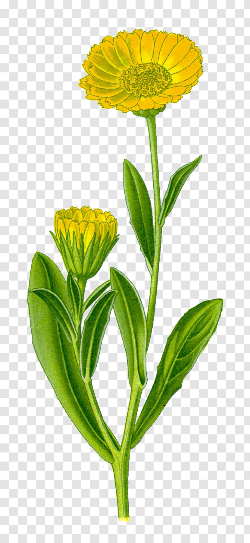 Calendula Officinalis Flower Plant Great Mullein Transparent PNG