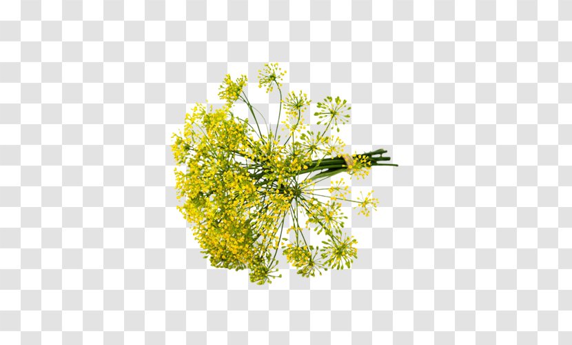 Dill Fennel Herb Apiaceae Chives - Romanesco Broccoli Transparent PNG