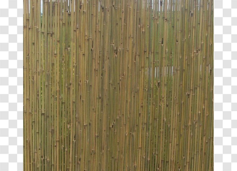 Tropical Woody Bamboos Phyllostachys Edulis Window Blinds & Shades Mat - Bamboo Transparent PNG