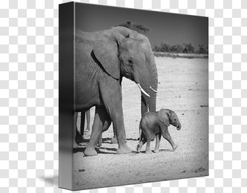 Indian Elephant African Amboseli National Park Gallery Wrap - Photography - Family Transparent PNG