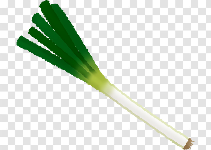 Welsh Onion Onions Transparent PNG