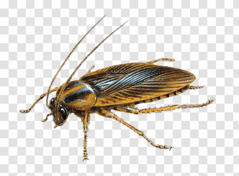 German Cockroach Insect Pest Control - Infestation Transparent PNG