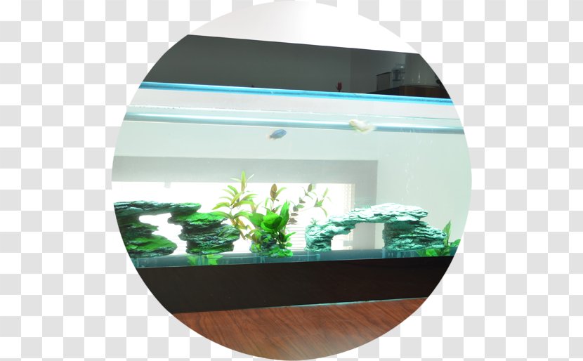 Aquariums Physician Clinic Fresh Water - Freshwater Aquarium Transparent PNG