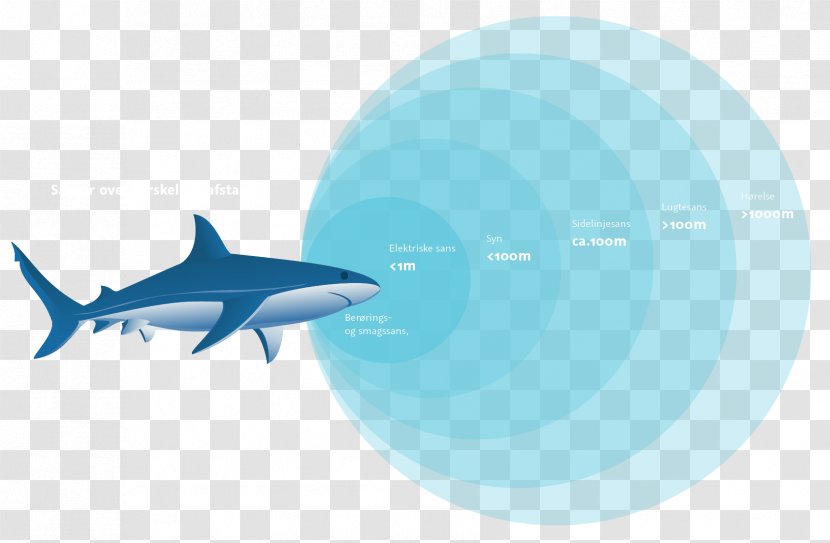 Requiem Sharks Sense Olfaction Odor - Fin - Shark Transparent PNG