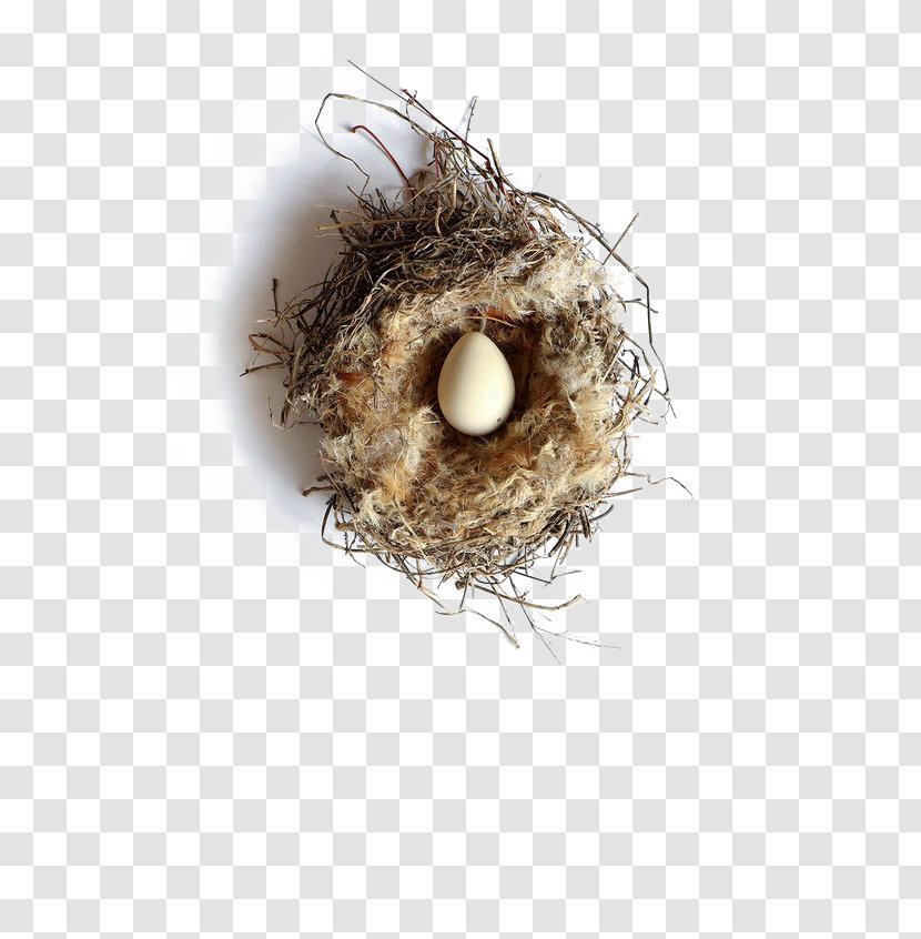 Bird Nest Western Foundation Of Vertebrate Zoology Egg - Creative Transparent PNG