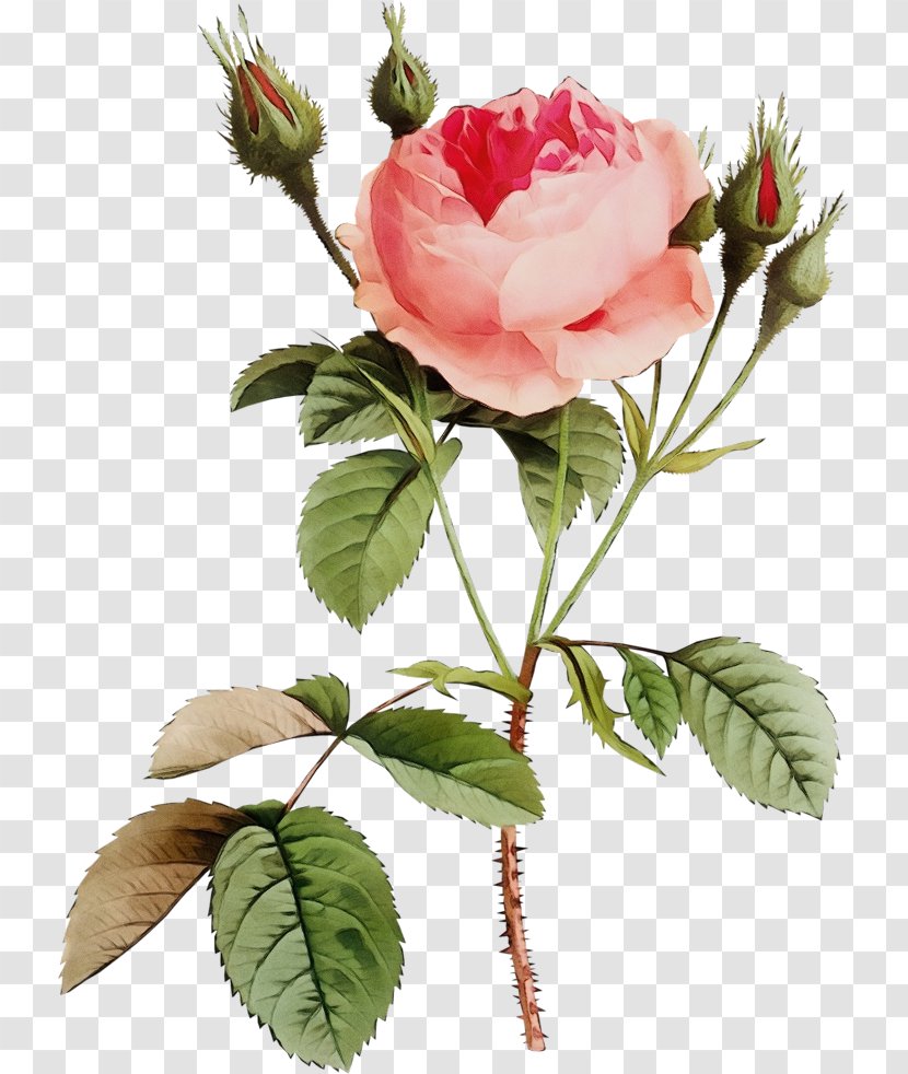 Garden Roses - Rose - Petal Family Transparent PNG