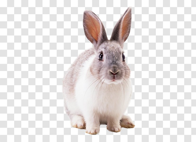 The Tale Of Peter Rabbit Animal - Mammal Transparent PNG