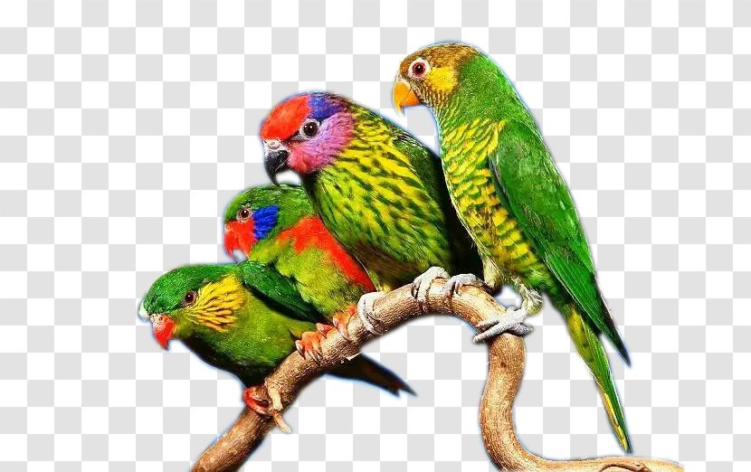 Budgerigar True Parrot Lovebird - Color On Tree Branch Transparent PNG