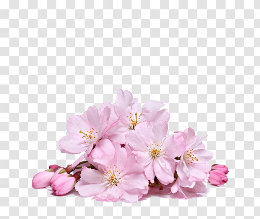 National Cherry Blossom Festival Flower - Cerasus Transparent PNG